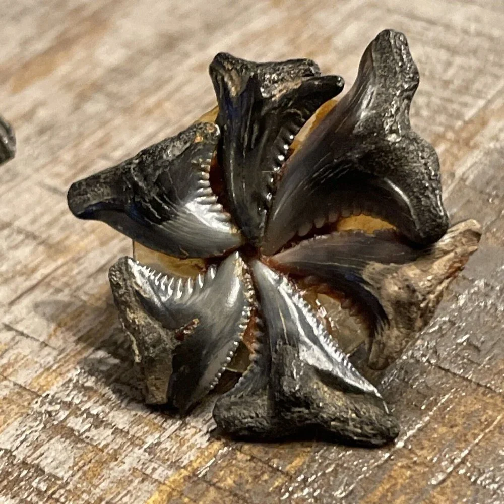 VTG Shark Tooth Teeth Fossil Silver‎ Tone Screw Back Earrings Handmade BOHO READ
